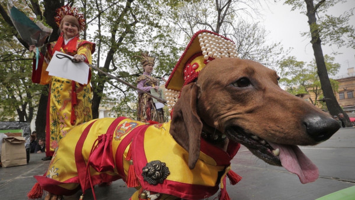 Wahrhaft royal, dieser Dackel, der als Kaiser von China verkleidet zur Parade in St. Petersburg kam. (Foto)