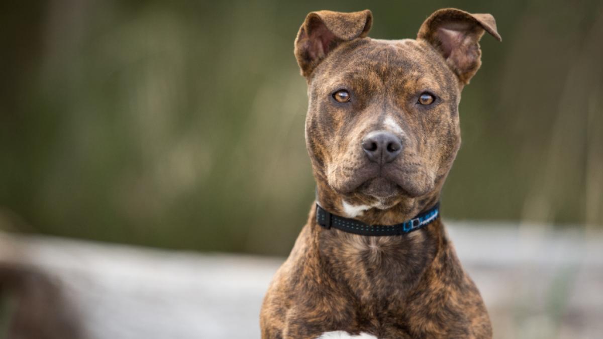 Eine junge Frau verlor bei einem Hunde-Angriff ihre Nase und s&auml;mtliche Z&auml;hne. (Foto)