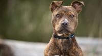 Eine junge Frau verlor bei einem Hunde-Angriff ihre Nase und sämtliche Zähne.