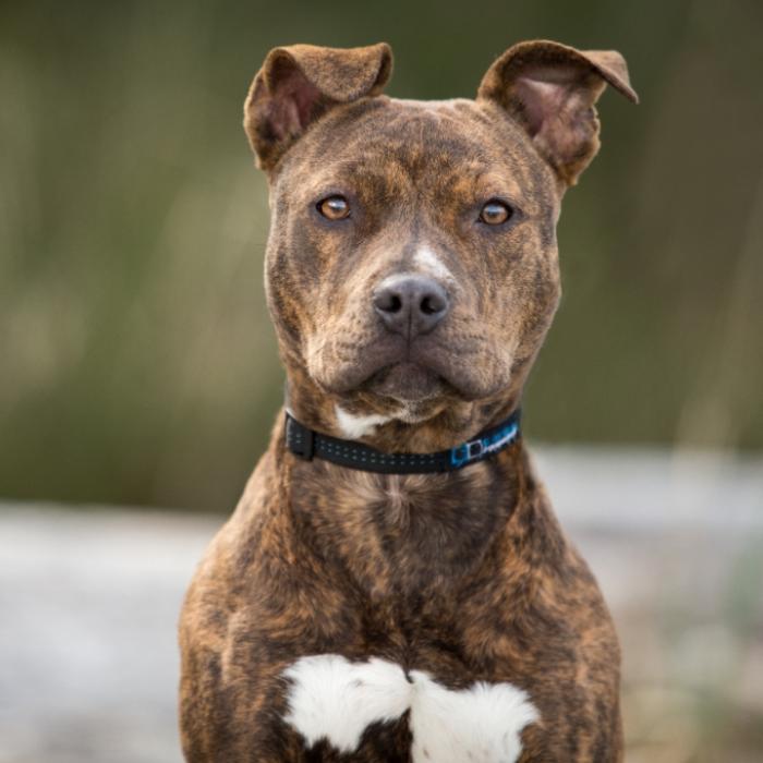 Eifersüchtiger Pitbull beißt Frau die Nase ab
