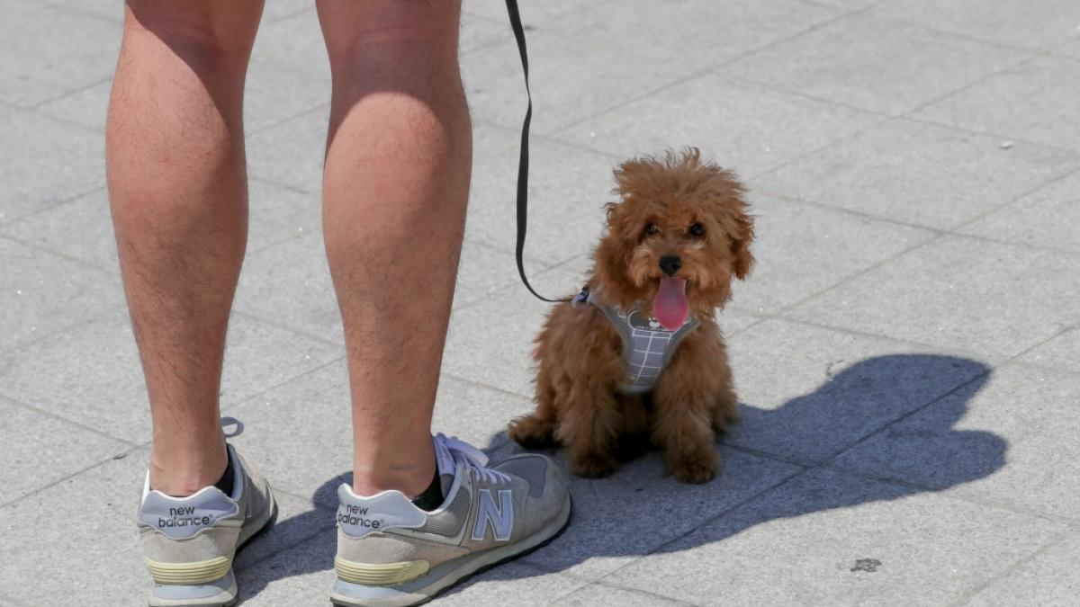 Nordkoreas Machthaber Kim Jong-un zufolge ist die Haltung von Hunden als Haustier&nbsp;"dekadent und spie&szlig;b&uuml;rgerlich". (Foto)