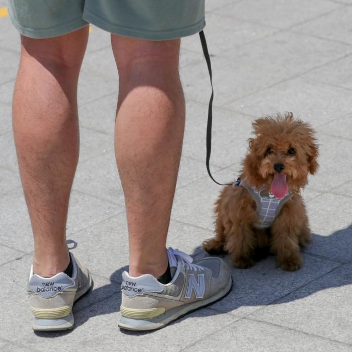 Haustierhaltung ab sofort illegal! DAS blüht Hunden in Nordkorea