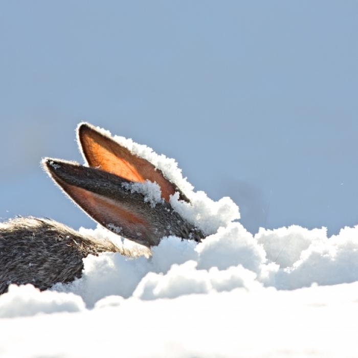 Winter-Schock nach Ostern! HIER drohen 20 Zentimeter Neuschnee