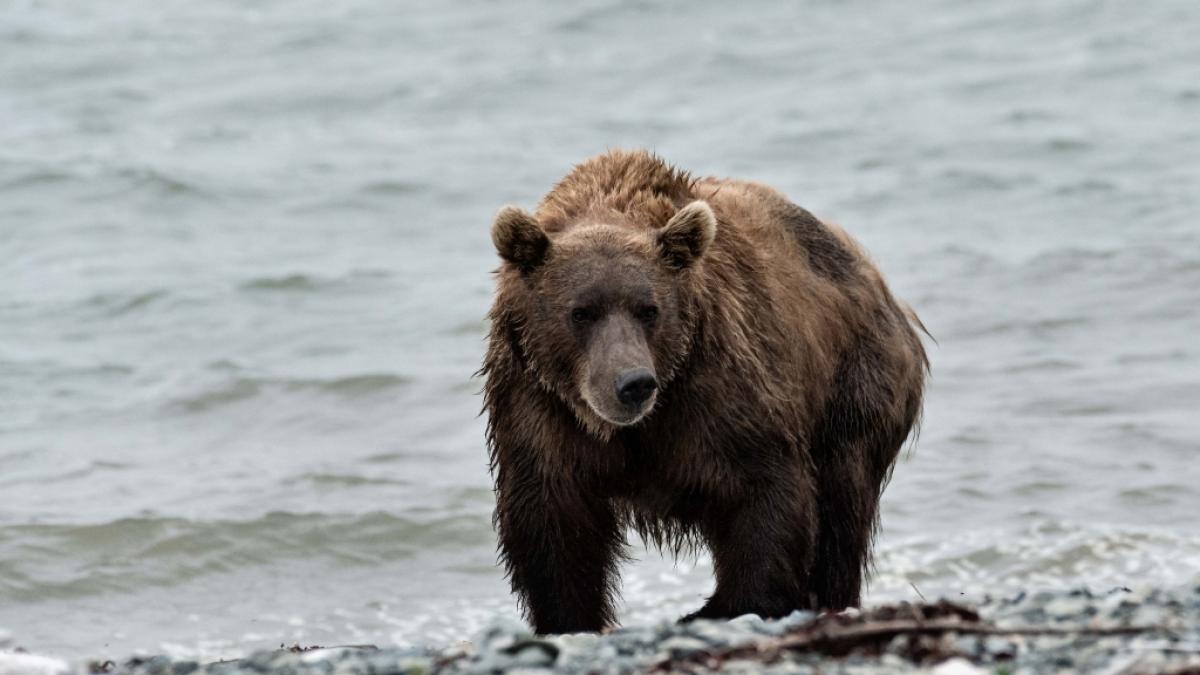 Der Angriff eines B&auml;ren im US-Bundesstaat Alaska endete f&uuml;r einen US-Soldaten t&ouml;dlich (Symbolfoto). (Foto)