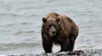 Der Angriff eines Bären im US-Bundesstaat Alaska endete für einen US-Soldaten tödlich (Symbolfoto).