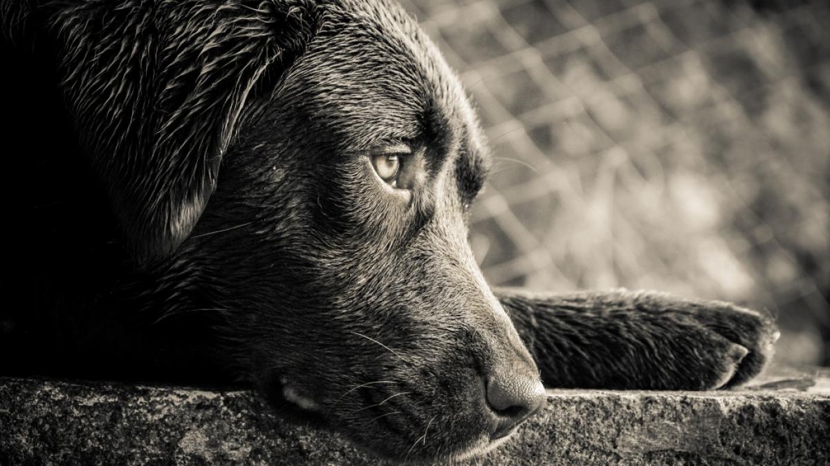 In England wollte ein Perverser in Frauenkleidung einen Hund vergewaltigen. (Symbolfoto) (Foto)