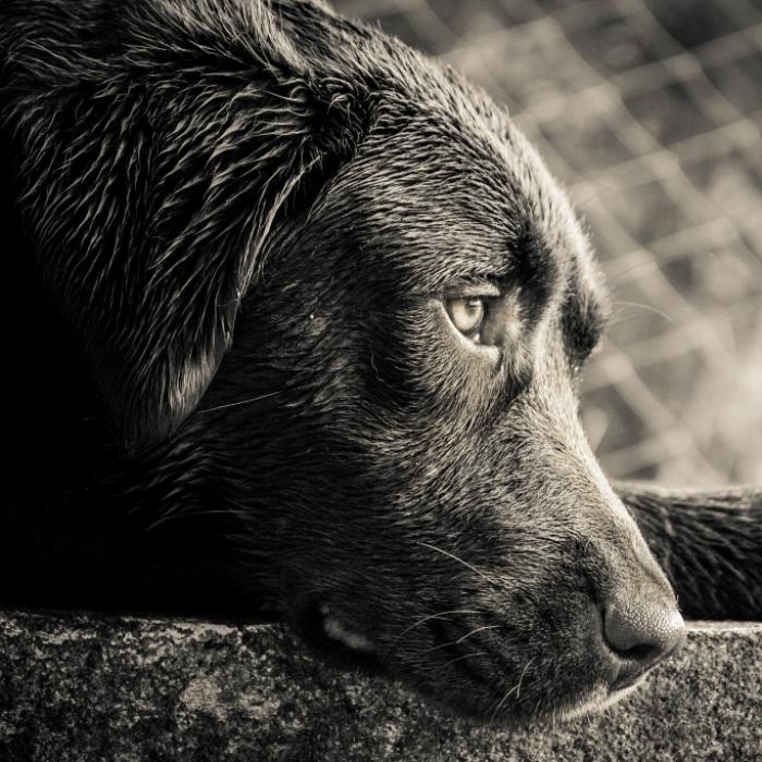 Perverser verkleidet sich als Frau und will Hund vergewaltigen - Knast!