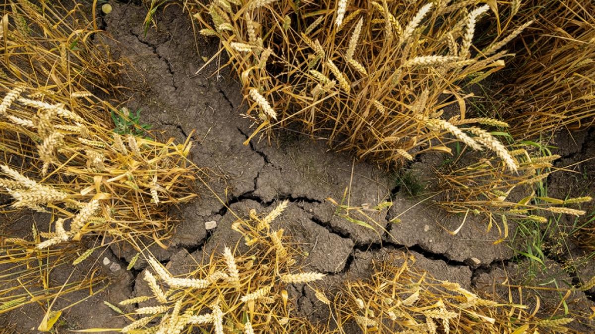 Droht Deutschland ein D&uuml;rre-Sommer? (Foto)