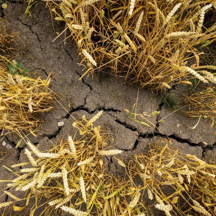 Temperaturen eskalieren! Meteorologen warnen vor Dürre