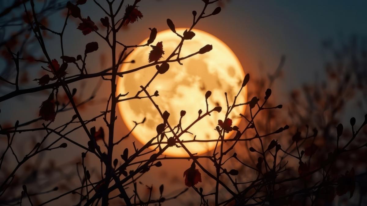 Der Vollmond im Oktober wird auch "sterbender Mond" genannt. (Foto)
