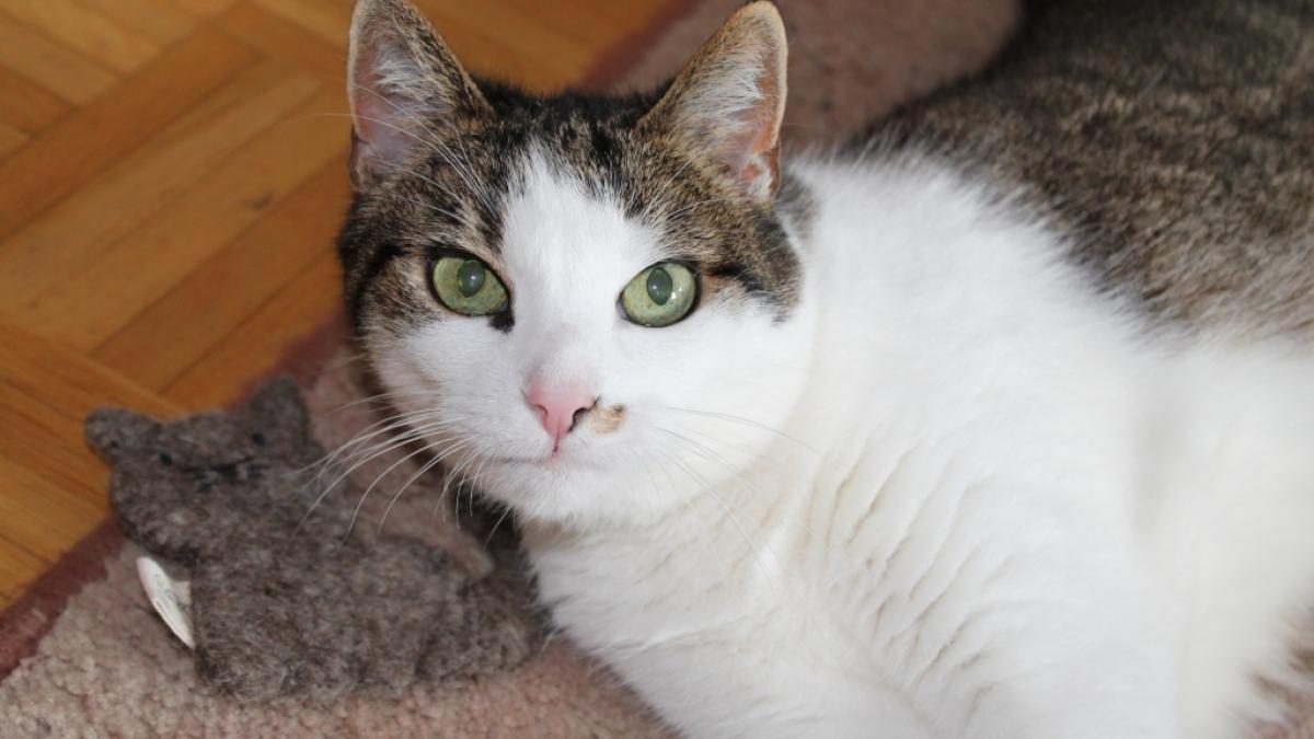 Katzenspielzeug auf dem Pr&uuml;fstand: Holly testet das Catlabs-Spielzeug mit Katzenminzef&uuml;llung auf Herz und Nieren. (Foto)
