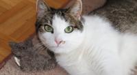 Katzenspielzeug auf dem Prüfstand: Holly testet das Catlabs-Spielzeug mit Katzenminzefüllung auf Herz und Nieren.