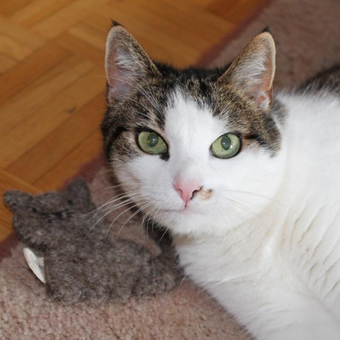 Wie finden Samtpfoten das DHDL-Katzenspielzeug?