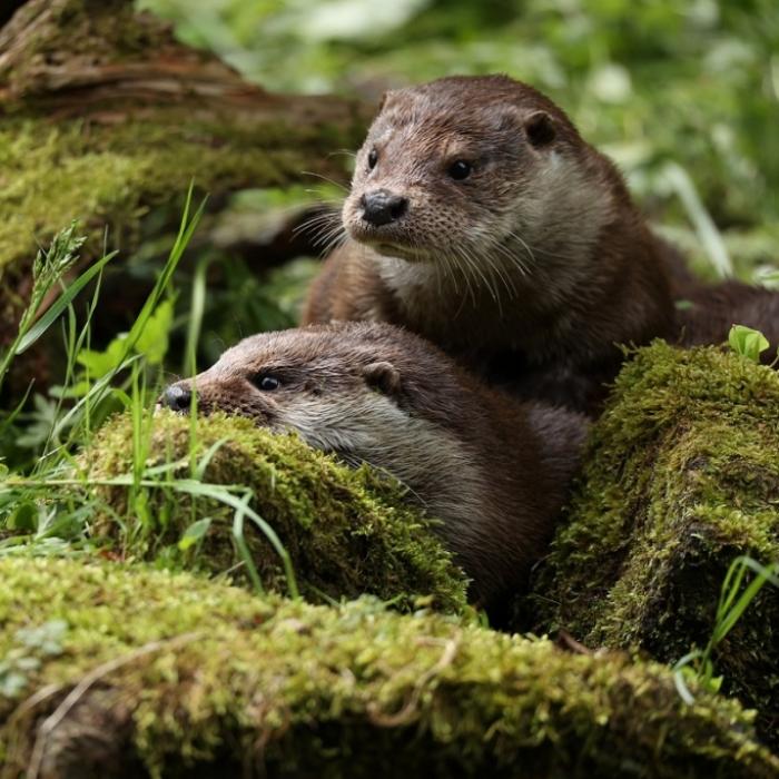 Horror beim Schwimmen! Aggro-Otter beißen Serien-Star in Beine und Po