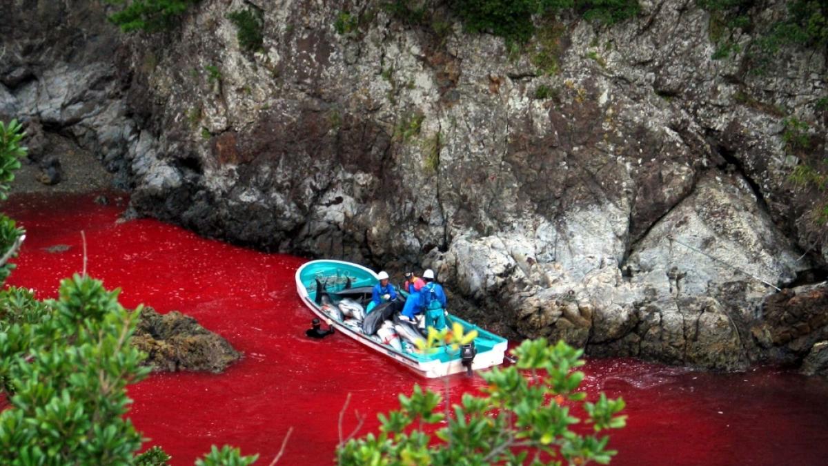Ein undatiertes Foto, das von Sea Shepherd Conservation ver&ouml;ffentlicht wurde, zeigt japanische Fischer, die Delfine in blutgetr&auml;nktem Wasser in Taiji, Japan, abschlachten. (Foto)