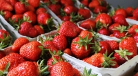 Diese Erdbeeren sehen zum Anbeißen aus!