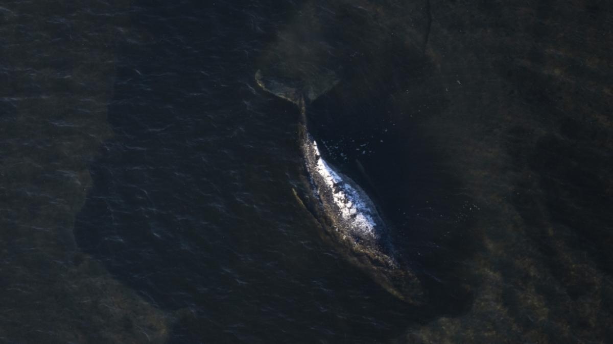 Neue Wal-Forscher sollen den in der Ostsee liegenden Buckelwal retten. (Foto)