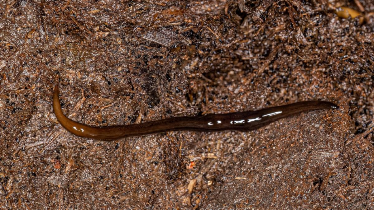 Natursch&uuml;tzer warnen vor dem Plattwurm Obama nungara. (Foto)
