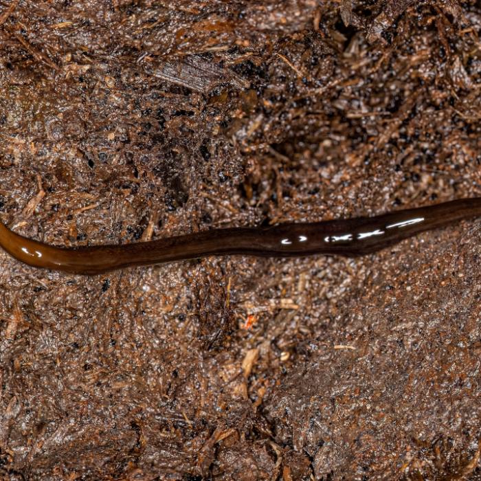 Er frisst Fleisch! Behörden warnen vor invasivem Wurm