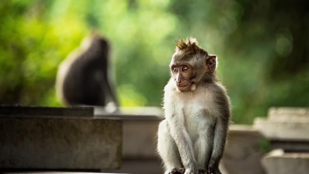 Nahe Moskau hat ein entlaufener Affe ein ukrainisches Fl&uuml;chtlingskind brutal attackiert. (Foto)