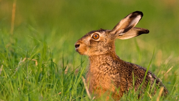 In diesem Jahr muss der Osterhase wohl durch den Regen hüpfen.