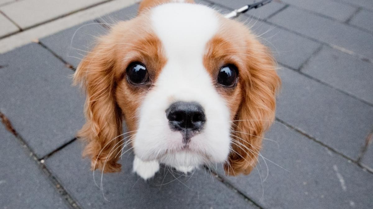 Einem&nbsp;Cavalier King Charles Spaniel wurde fast der Kopf abgerissen. (Foto)