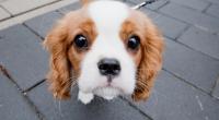 Einem Cavalier King Charles Spaniel wurde fast der Kopf abgerissen.