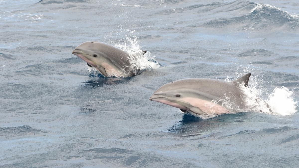 In Kot von Borneodelfinen wurde das t&ouml;dliche Cetacean Morbillivirus entdeckt. (Foto)
