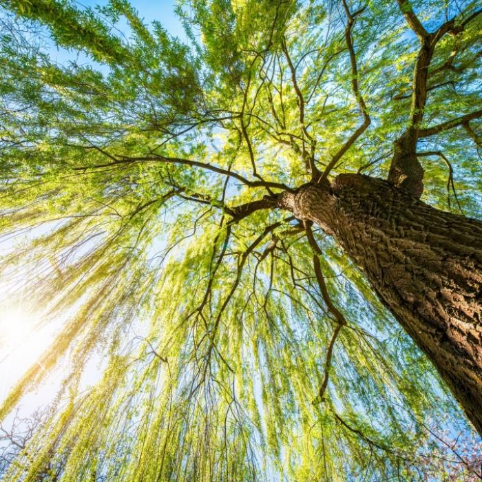 Mädchen (6) auf Schulhof von Baum erschlagen! Stadt muss Strafe zahlen