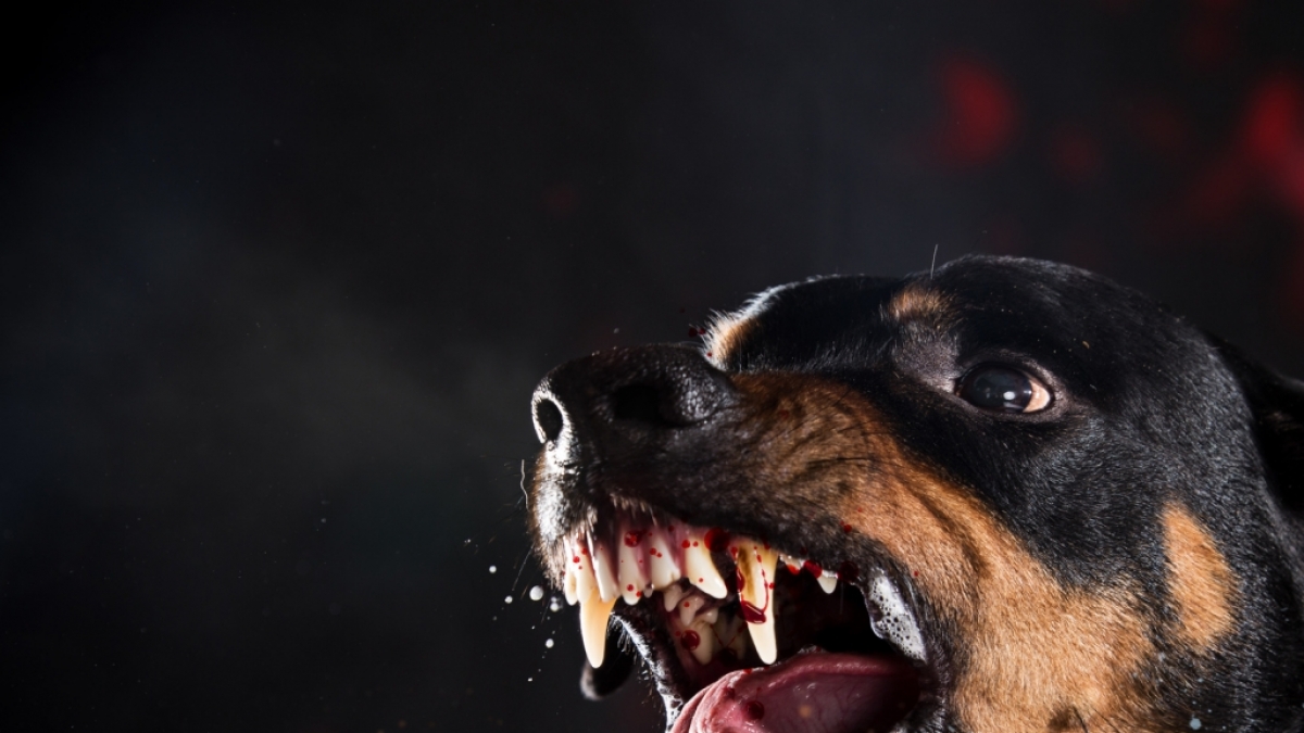 In Sachsen-Anhalt hat ein Rottweiler einen neunj&auml;hrigen Jungen vom Fahrrad gerissen. (Foto)