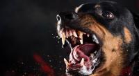In Sachsen-Anhalt hat ein Rottweiler einen neunjährigen Jungen vom Fahrrad gerissen.