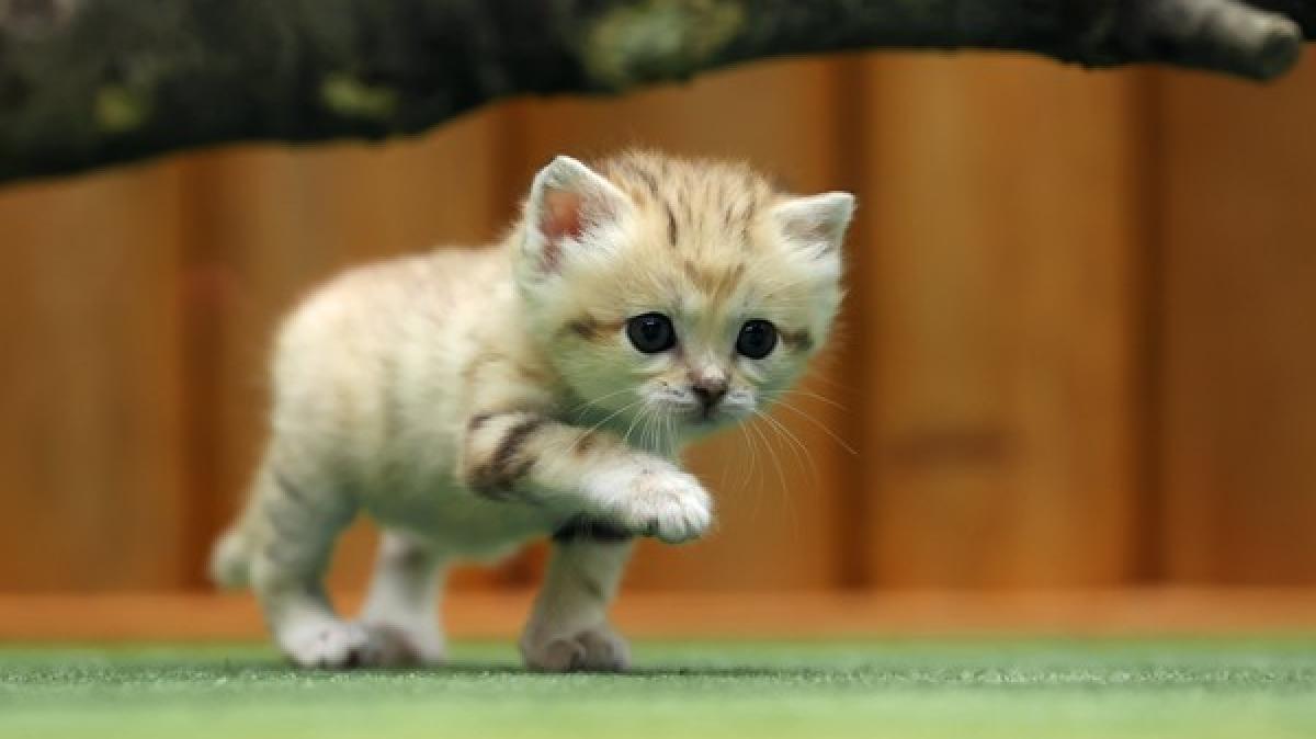 Promis und ihre Katzen am Weltkatzentag (Foto)