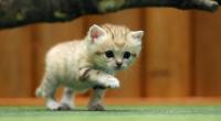 Promis und ihre Katzen am Weltkatzentag