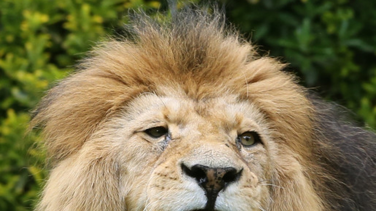 In einem Zirkus in Frankreich kam es w&auml;hrend einer Darbietung zu einem Horror-Unfall, als ein L&ouml;we seinen Dompteur anfiel und schwer verletzte (Symbolbild). (Foto)