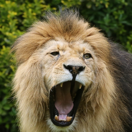 Horror im Zirkus! Raubkatze reißt Dompteur in Manege nieder
