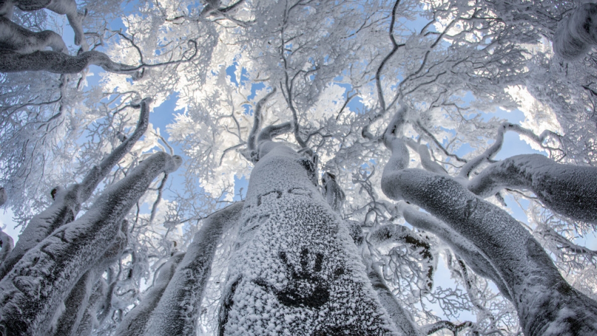 Der Winter 2016/17 hat Deutschland fest im Griff. Schnee, Frost und Kälte verwandelten viele Teile der Republik in Eislandschaften. (Foto)