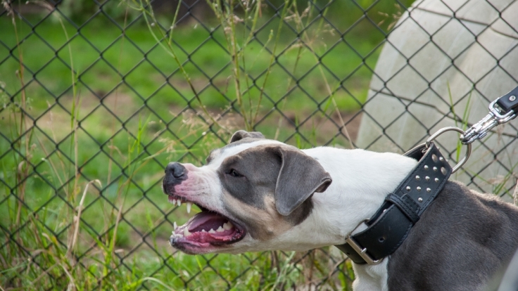 Zwei Pittbulls zerfleischen Mann (21) in Kalifornien. (Symbolbild)