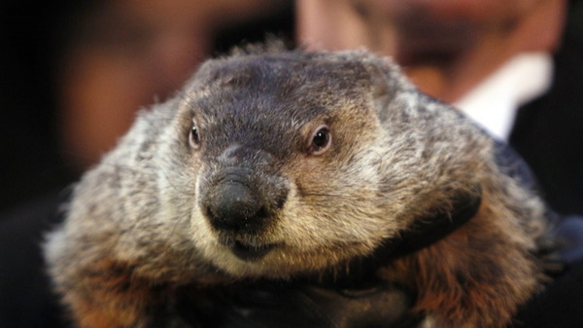 Murmeltier Phil ist der Star am "Groundhog Day", dem Murmeltiertag, der allj&auml;hrlich am 2. Februar in den USA zelebriert wird. (Foto)