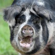 Von wegen harmlos: In China hat ein Schwein einen zwei Jahre alten Jungen gefressen.