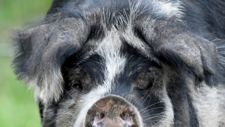 Von wegen harmlos: In China hat ein Schwein einen zwei Jahre alten Jungen gefressen.