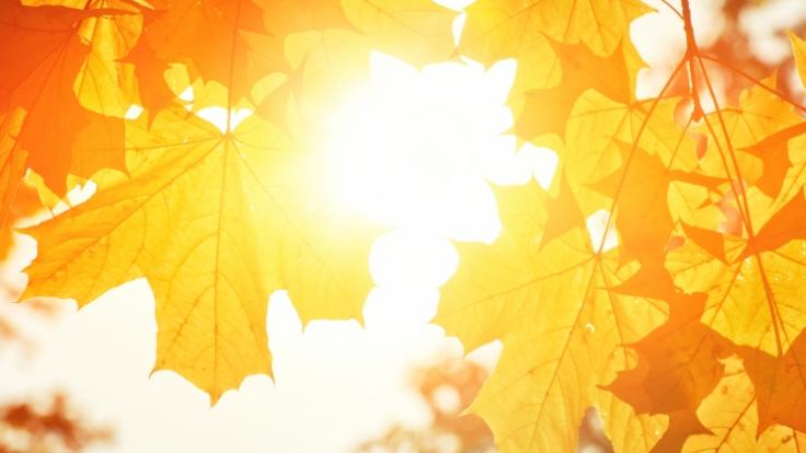 Zum Monatswechsel zeigt sich der Oktober von seiner goldenen Seite.