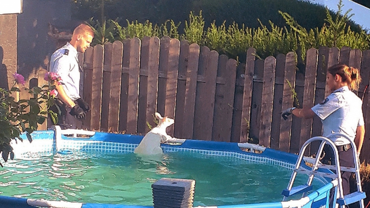 Das K&auml;nguru war auf der Flucht aus einem Gehege in der Nachbarschaft in den Pool gesprungen. (Foto)