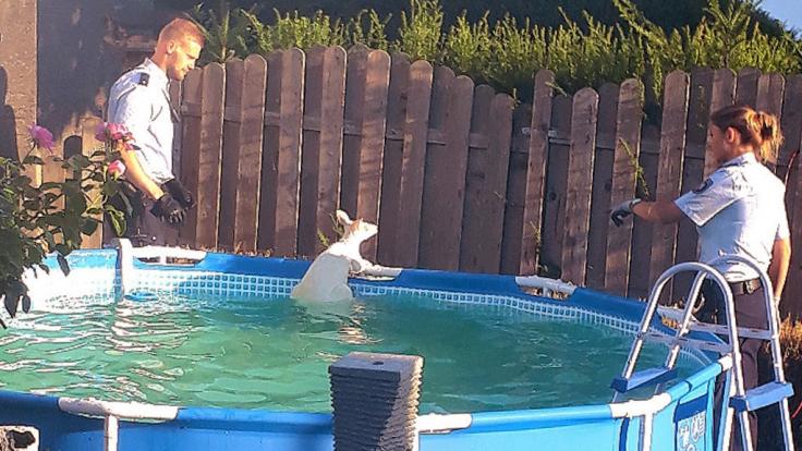 Das Känguru war auf der Flucht aus einem Gehege in der Nachbarschaft in den Pool gesprungen.