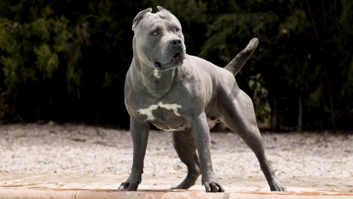 In Geesthacht wurde ein Mann (35) von seinem American Bully XL get&ouml;tet. (Symbolfoto) (Foto)