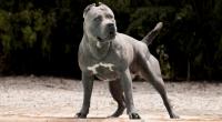 In Geesthacht wurde ein Mann (35) von seinem American Bully XL getötet. (Symbolfoto)