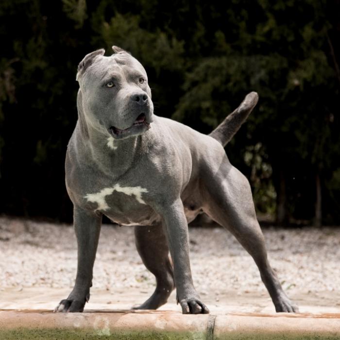 Mann (35) von American Bully XL zerfleischt! Polizei erschießt Tier