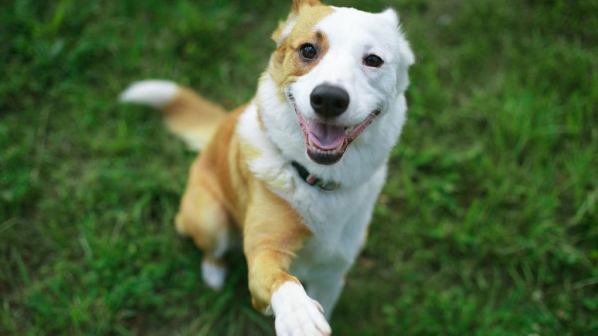 Ein gutes Zusammenleben mit dem Hund beginnt mit Geduld, Verst&auml;ndnis und einer liebevollen Erziehung. (Foto)