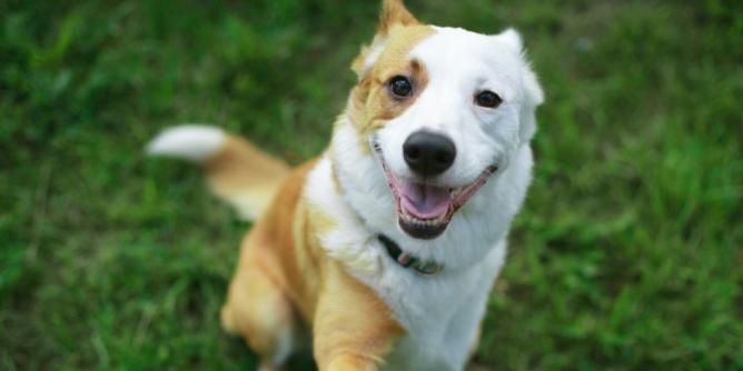 Erziehungsfehler bei Hunden