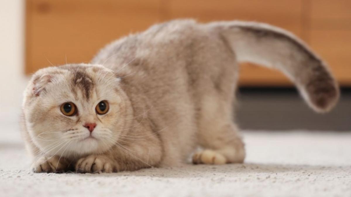 Ohren, Augen und K&ouml;rperhaltung k&ouml;nnen viel dar&uuml;ber verraten, wie sich eine Katze gerade f&uuml;hlt. (Foto)