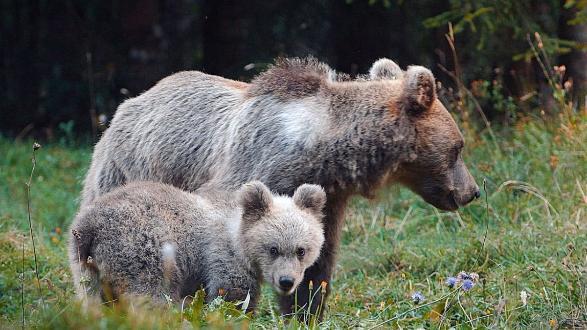 Wildes Slowenien bei MDR (Foto)